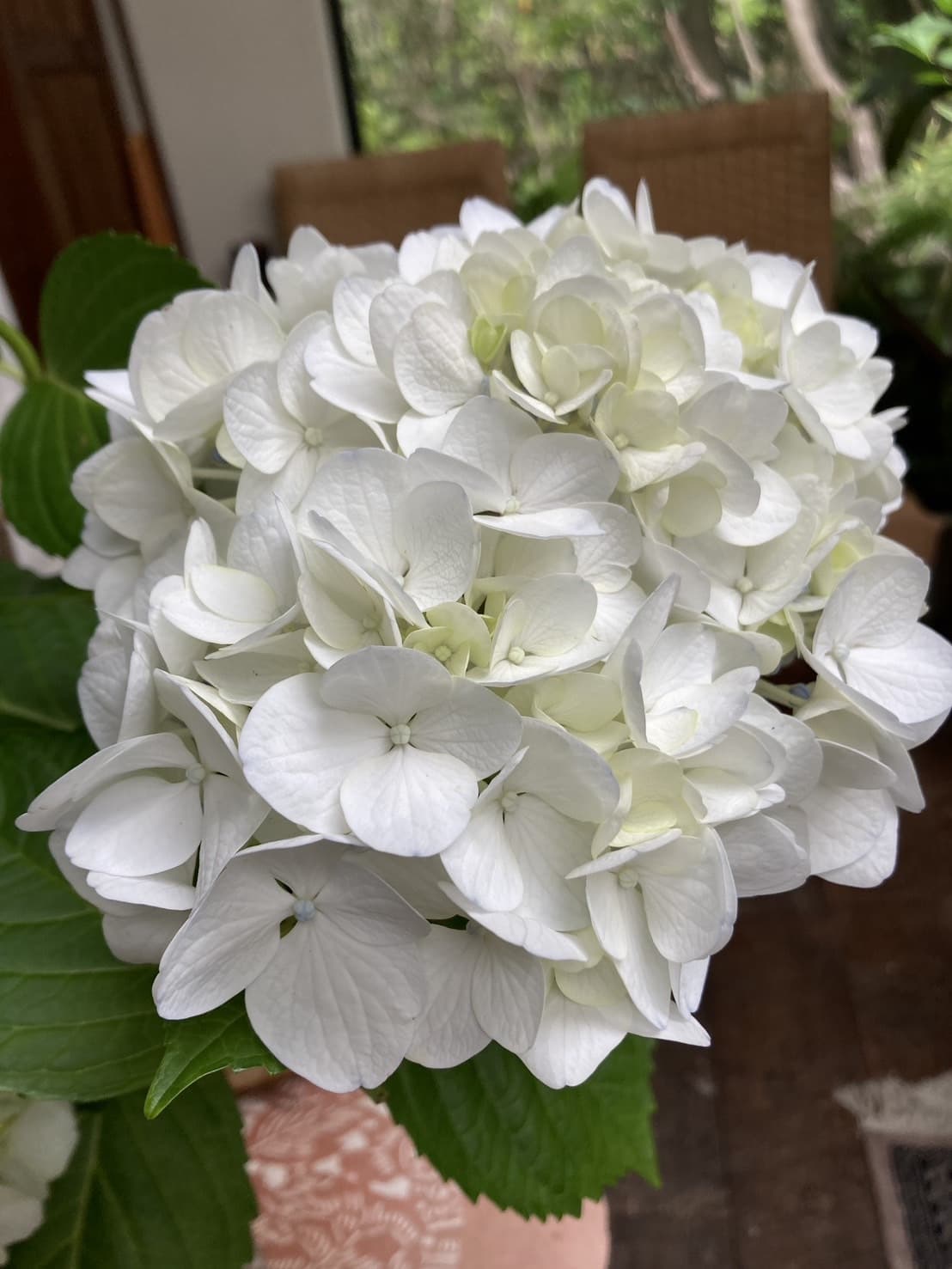 s__115081222.jpg